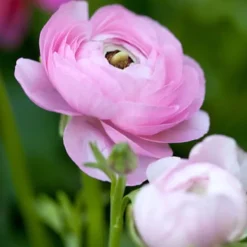 Online Perse smörblomma NJ Mix - Set om 80 - Ranunculus - Blomlökar - Flerfärgad Fröer & Lökar