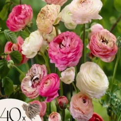 Perse smörblomma Pastel - Set om 40 - Ranunculus - Blomlökar - Flerfärgad