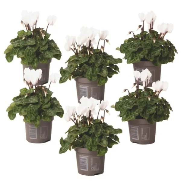 Hot Persiskt cyklamen - Set om 6 - Cyclamen persicum 'White' - Höjd 10-20cm - ⌀9cm Krukväxter Inomhus