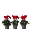 Discount Persiskt cyklamen - Set om 3 - Cyclamen persicum - Höjd 10-20cm - ⌀9cm Krukväxter Inomhus