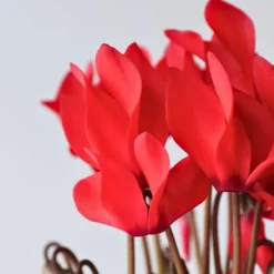 Discount Persiskt cyklamen - Set om 3 - Cyclamen persicum - Höjd 10-20cm - ⌀9cm Krukväxter Inomhus