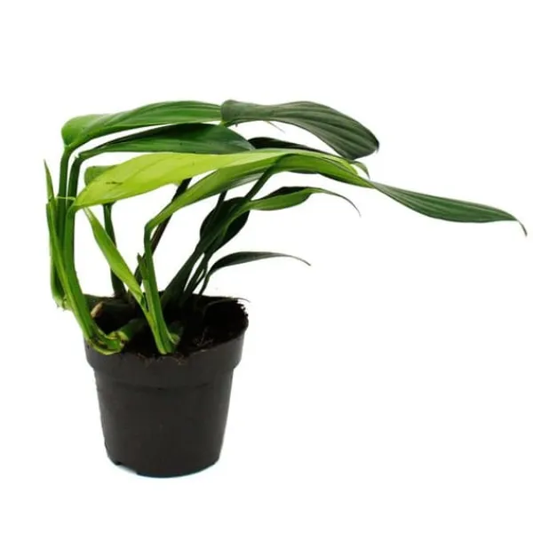 Philodendron "Dragon Tail" - Rhaphidophora decursiva - vänligt draksvansträd - 12 cm kruka