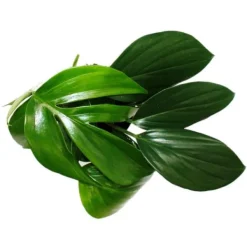 Philodendron