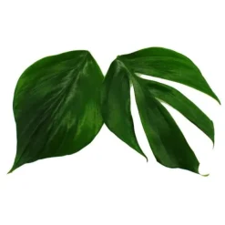 Philodendron