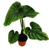 Philodendron plowmanii - silver tree's friend - 15cm kruka - sällsynthet