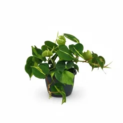 Best Philodendron Scandens Brasil Krukväxt Ø15 cm Höjd ca 35 cm Krukväxter Inomhus