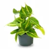 Philodendron Scandens 'Brasil' Krukväxt Ø12 cm, Höjd ca 15 cm
