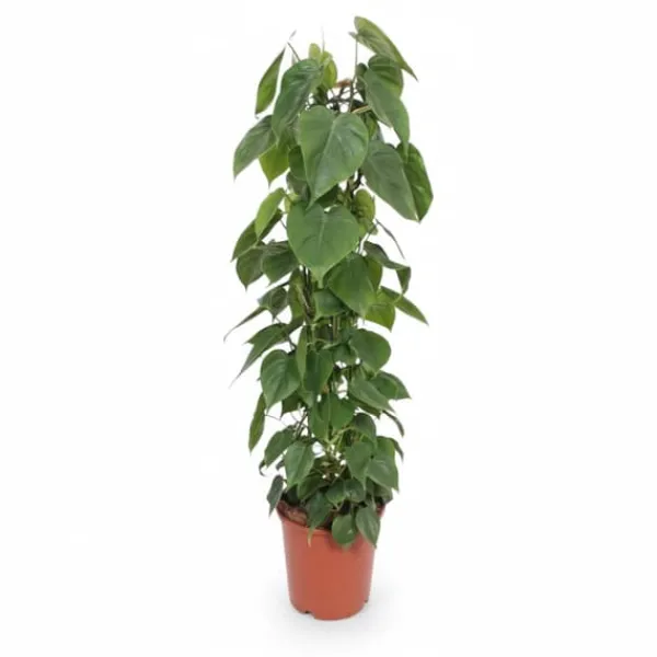 New Philodendron Scandens Krukväxt Ø24 cm, Höjd ca 120 cm Krukväxter Inomhus
