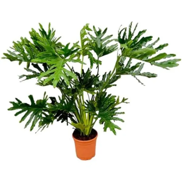 Philodendron Selloum - Trädvän - luftrenare & lättskött - kruka på 24 cm - höjd ungefär 100 cm