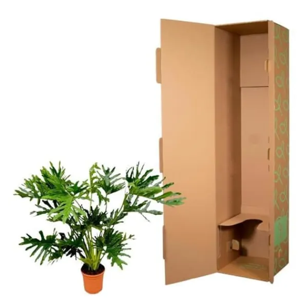Philodendron Selloum - Trädvän - luftrenare & lättskött - kruka på 24 cm - höjd ungefär 100 cm