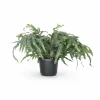 Phlebodium Aureum Ormbunke - 17 cm Kruka, 50 cm Höjd ca