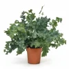 Phlebodium Davana Ormbunke i Kruka Ø12 cm, Höjd ca 35 cm