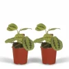 Pilkkransväxt (Maranta) 2-pack Ø12cm, Höjd ca 20cm