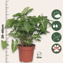 Pilspetsranka - Syngonium podophyllum 'Pixie' - Höjd 25-40cm - Pot 12cm