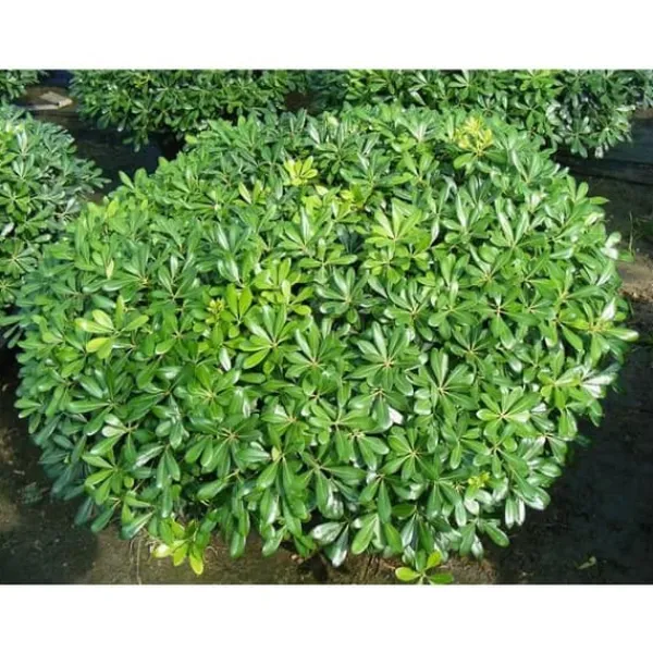 PITTOSPORUM PITTOSPORO NANUM VASO 19CM Ständiga och Klättrande نباتات