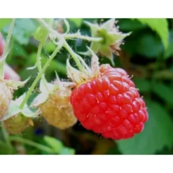 Sale Plante - INGEN NAMN - Lampone Rosso Heritage - Härdiga buskar - Smakrika frukter - Höjd 20-30 cm Buskar