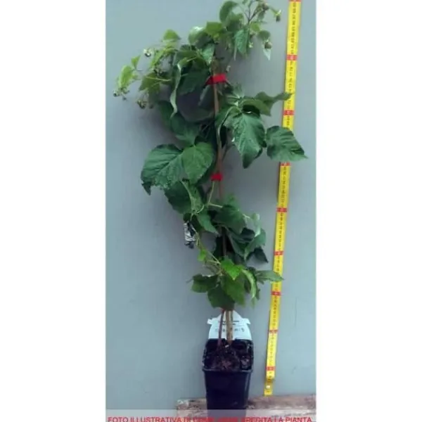 Discount Plante - LAMPONE - Regina - Röd glänsande - Upp till 2 meter - Tidig bifera Buskar
