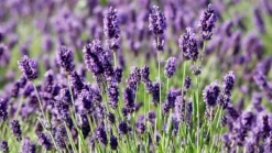 PLANTON L flerkomponentsgödsel för lavendel 200g Gödningsmedel