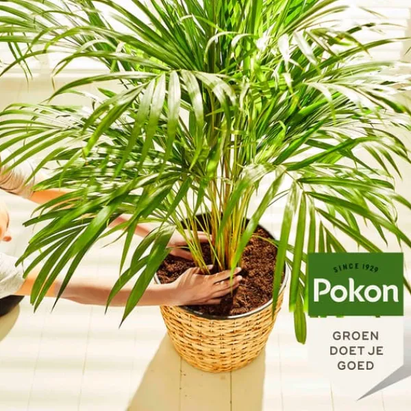 Online Pokon flytande växtmat - palmer - 250ml Gödningsmedel