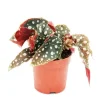 Polka-Dot Begonia - Mini - Öring Begonia - Begonia maculata wightii - 7cm