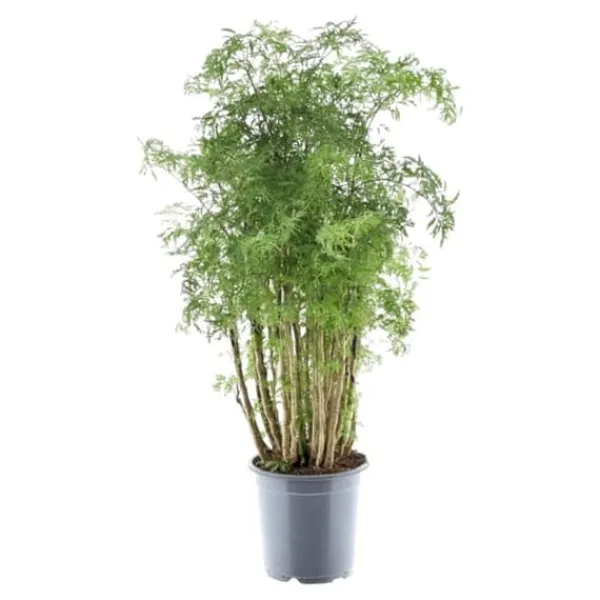 Discount Polyscias hawaiiana "Ming" - Flikbladig buske - persilja - höjd ca 100 cm Krukväxter Inomhus