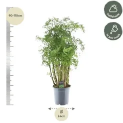 Discount Polyscias hawaiiana