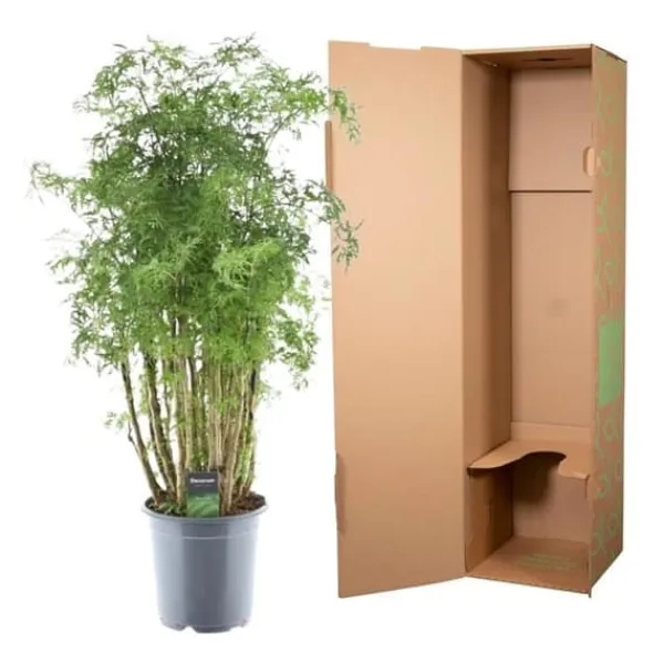 Discount Polyscias hawaiiana "Ming" - Flikbladig buske - persilja - höjd ca 100 cm Krukväxter Inomhus