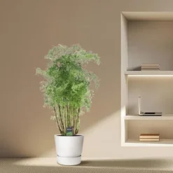 Discount Polyscias hawaiiana