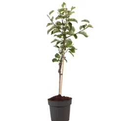 Äppelträd - Malus domestica 'Elstar' - Höjd 90-100cm - ⌀21cm