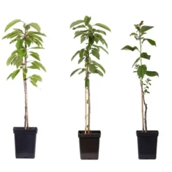 Clearance Äppelträd - Set om 3 - Malus - Höjd 60-70cm - ⌀9cm Träd