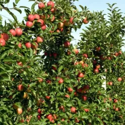 Clearance Äppelträd - Set om 3 - Malus - Höjd 60-70cm - ⌀9cm Träd
