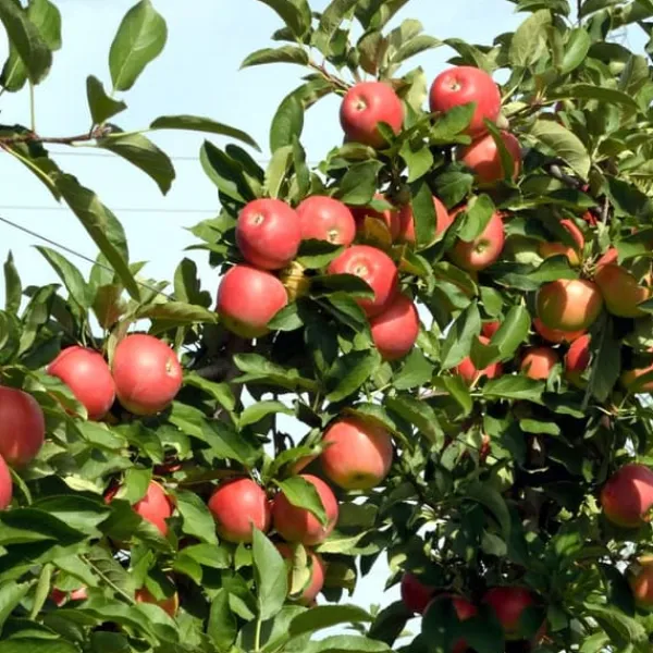 Clearance Äppelträd - Set om 3 - Malus - Höjd 60-70cm - ⌀9cm Träd