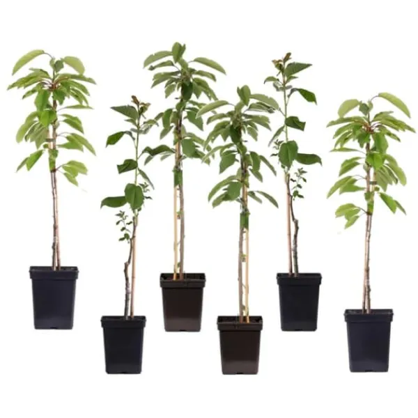 Äppelträd - Set om 6 - Malus - Höjd 60-70cm - ⌀9cm