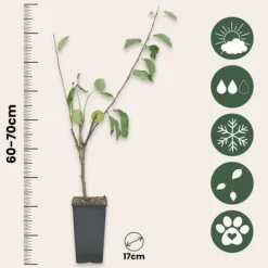 Sale Äppelträd - Set om 2 - Malus - Höjd 60-70cm - ⌀17cm Träd