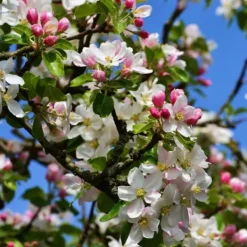 Sale Äppelträd - Set om 2 - Malus - Höjd 60-70cm - ⌀17cm Träd