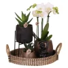 Hot Presentset orkidé 'Copper XL' - Phalaenopsis - Höjd 35cm Krukväxter Inomhus