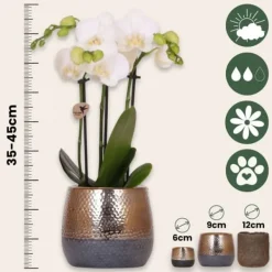 Hot Presentset orkidé 'Copper XL' - Phalaenopsis - Höjd 35cm Krukväxter Inomhus