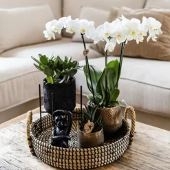 Hot Presentset orkidé 'Copper XL' - Phalaenopsis - Höjd 35cm Krukväxter Inomhus