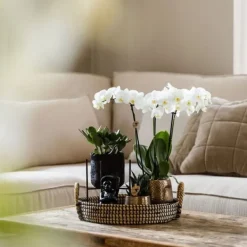 Hot Presentset orkidé 'Copper XL' - Phalaenopsis - Höjd 35cm Krukväxter Inomhus