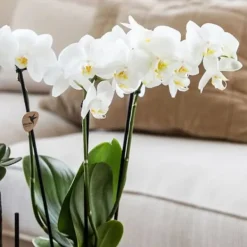 Hot Presentset orkidé 'Copper XL' - Phalaenopsis - Höjd 35cm Krukväxter Inomhus