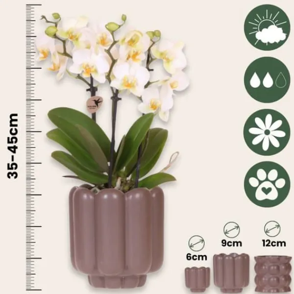 Hot Presentset orkidé 'White Tray XL' - Phalaenopsis - Höjd 35cm Krukväxter Inomhus