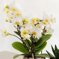Hot Presentset orkidé 'White Tray XL' - Phalaenopsis - Höjd 35cm Krukväxter Inomhus