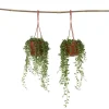 Outlet Pärlsnöre - Set om 2 - Senecio rowleyanus - Höjd 10-20cm - ⌀12cm Krukväxter Inomhus