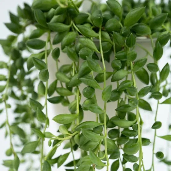 Outlet Pärlsnöre - Set om 2 - Senecio rowleyanus - Höjd 10-20cm - ⌀12cm Krukväxter Inomhus