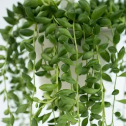 Outlet Pärlsnöre - Set om 2 - Senecio rowleyanus - Höjd 10-20cm - ⌀12cm Krukväxter Inomhus