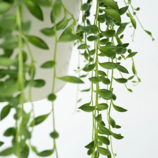 Outlet Pärlsnöre - Set om 2 - Senecio rowleyanus - Höjd 10-20cm - ⌀12cm Krukväxter Inomhus