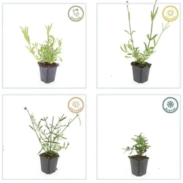 Prydnads verbena - Verbena bonariensis - Kruka 9cm - Set med 12 plantor