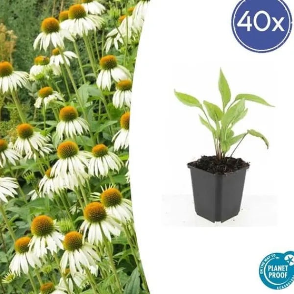 Prydnadsbuske - Echinacea purpurea 'White Swan' - 9 cm kruka - Set med 40 växter