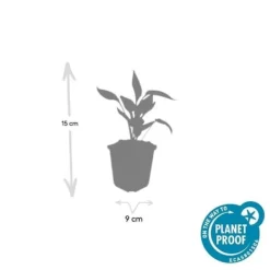 Prydnadsbuske - Echinacea purpurea 'White Swan' - 9 cm kruka - Set med 40 växter