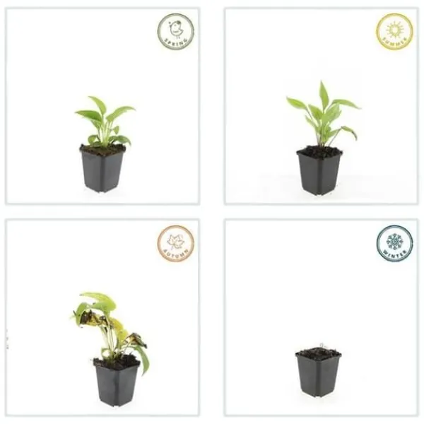 Prydnadsbuske - Echinacea purpurea 'White Swan' - 9 cm kruka - Set med 40 växter